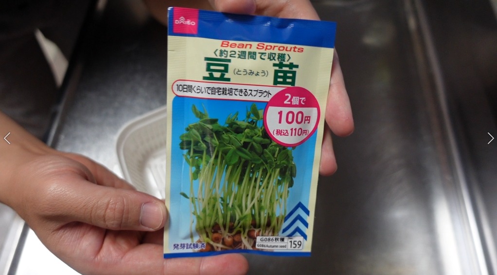 材料費200円豆苗を種から育てて再生栽培にもチャレンジ！ダイソーの豆苗プランター